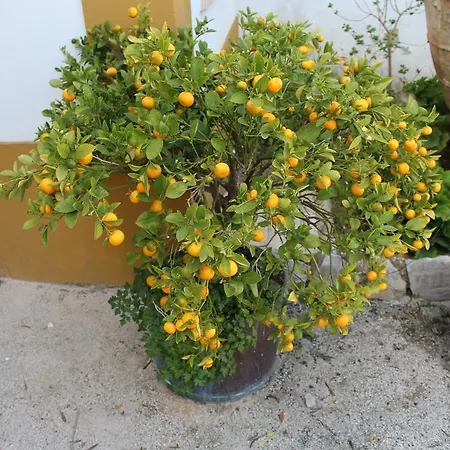 Refugio Da Ti Maria