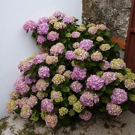 Refugio Da Ti Maria Баталья